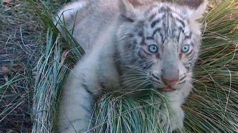3 Rare White Bengal Tiger Cubs Youtube