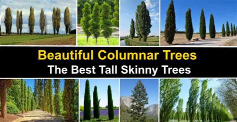 32 Columnar Trees The Best Tall Skinny Trees With Pictures