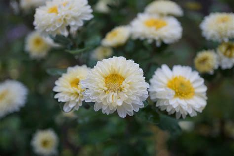 Chrysanthemum Poesie Ballyrobert Gardens
