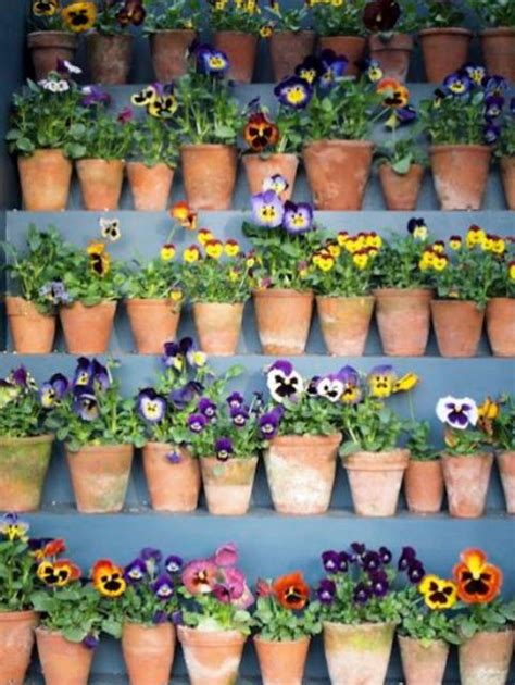 Pansies Flowers In Small Clay Pots