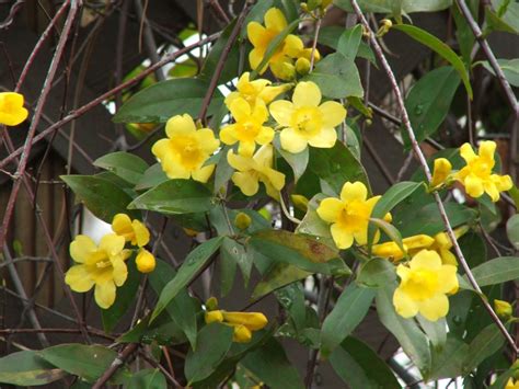 Virginia Living Museum Yellow Jessamine Virginia Living Museum