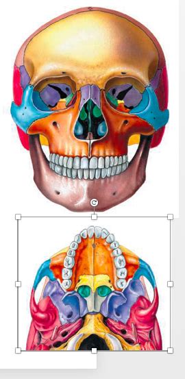 Skull Facial Bones Diagram Quizlet