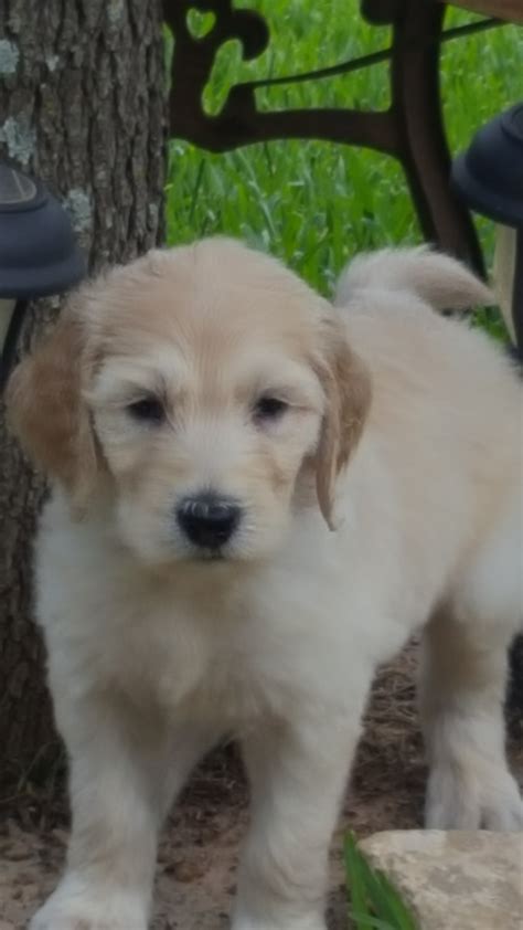 Find a goldendoodle puppy from reputable breeders near you and nationwide. Goldendoodle Puppies For Sale | Houston, TX #301537