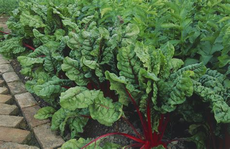 How To Grow Swiss Chard Growing Vegetables Growing Swiss Chard Easy