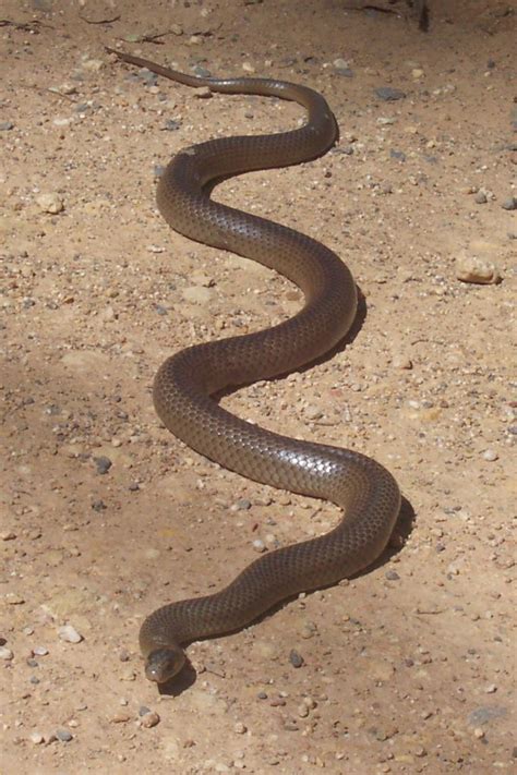 Fileeastern Brown Snake Kempsey Nsw Wikimedia Commons