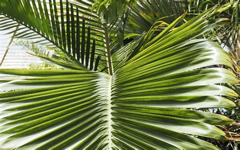 Download Wallpaper 3840x2400 Leaf Palm Plants Green Macro 4k Ultra