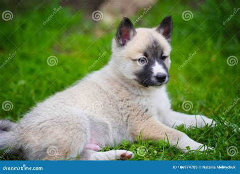 Portrait Of Cute Siberian Laika Lying Down On The Grass Stock Image