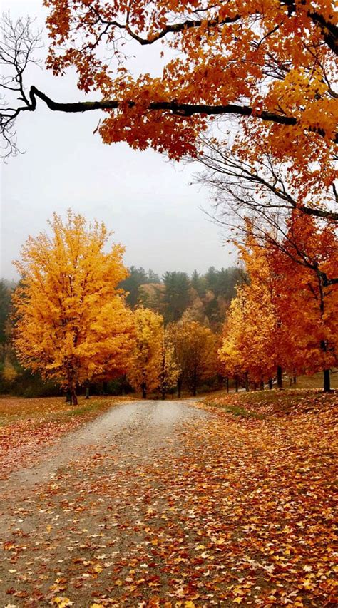 Capturing The Aesthetics Of The Fall Season Autumn Timeless Landscape