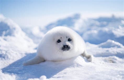 What Its Like To See The Harp Seal Pups Up Close The Globe And Mail