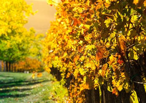 Autumn Wine Merlot Vineyard Stock Image Image Of Crop Organic 2927489