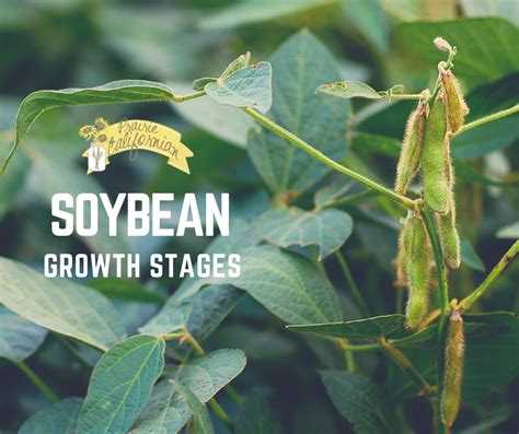 Soybean Growth Stages Timeline