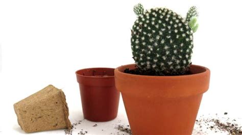 Your christmas cactus (or holiday cactus in general) may flower on it's own, depending on the conditions. How to Repot a Cactus and Not Get Hurt