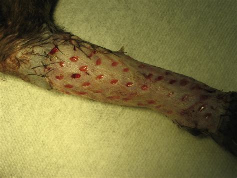 A skin tag is a fleshy skin mass that can appear anywhere on a cat's body. cat leg skin graft | k r | Flickr