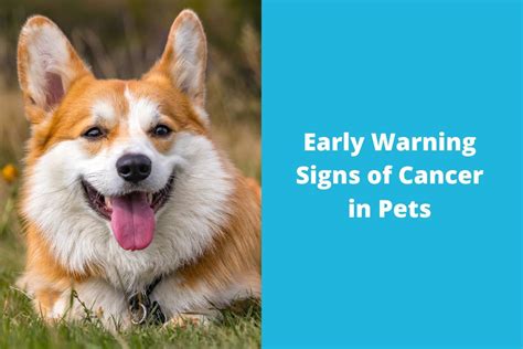 Early Warning Signs Of Cancer In Pets Blog