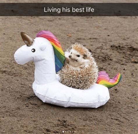 37 Happy Snappy Animal Snapchats To Make You Laugh Cutesypooh Cute