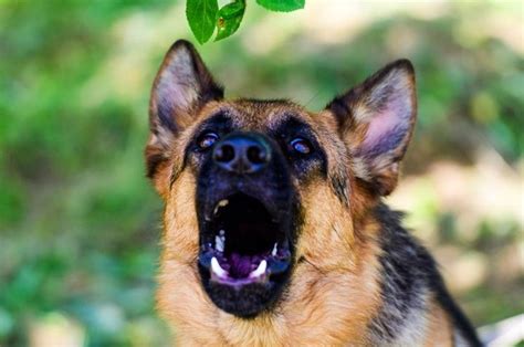 Ex Police Dog Keeps Barking At Tree They Found Something Hidden Inside