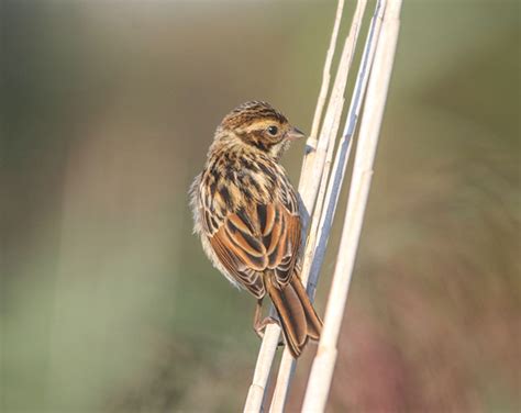 Reed Bunting Bird Identification Guide Bird Spot