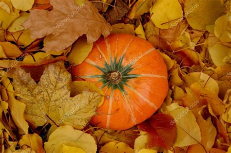 Autumn Pumpkin — Stock Photo © Johnnychaos 1859249