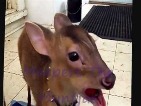 Share or comment on this article: Meepers the Muntjac - YouTube