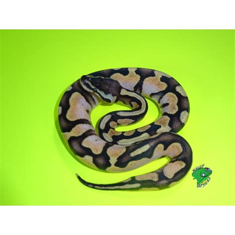 Enchi Pastel Calico Ball Python Hatchling Strictly Reptiles Inc