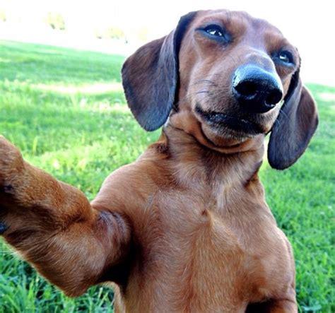 The 23 Funniest Pictures Of Animals Posing For A Selfie