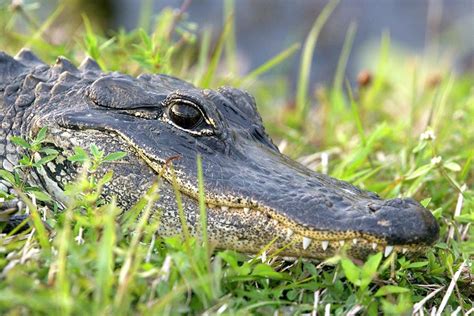 American Alligator Photograph By Bob Gibbonsscience Photo Library