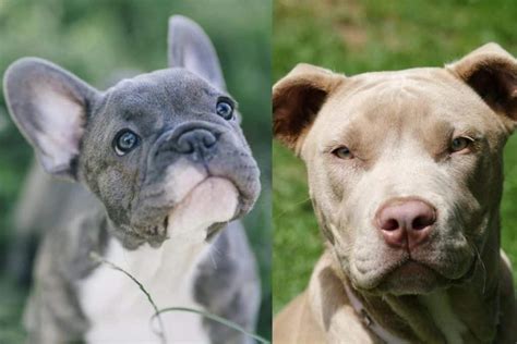Blue french bulldog puppies french bulldog names mini french bulldogs blue english bulldogs. French Pitbull | The Amazing French Bulldog Pitbull Mix ...