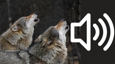 Wolf Howl Sound Effects Copyright Free Multiple Sound Effects In