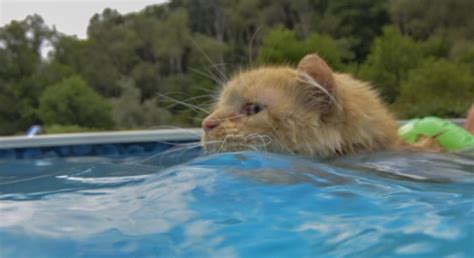 Pennsylvania Cat Dives In To Summer With Love Of Swimming The Columbian
