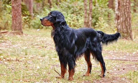 Gordon Setter Characteristics Care And Photos Bechewy