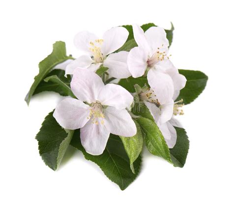 Apple Tree Flowers Isolated On White Background Spring Blossoms Stock