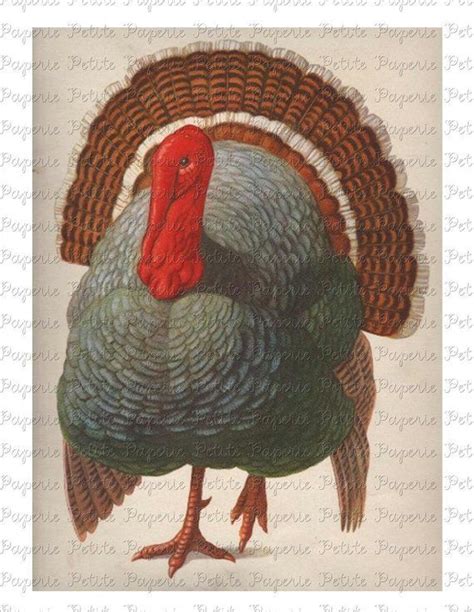vintage turkey digital download collage sheet b thanksgiving turkey images thanksgiving art