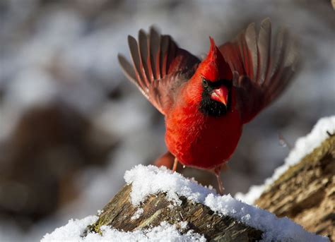 How To Attract Cardinals 3 Simple Strategies Joy Of Birdwatching