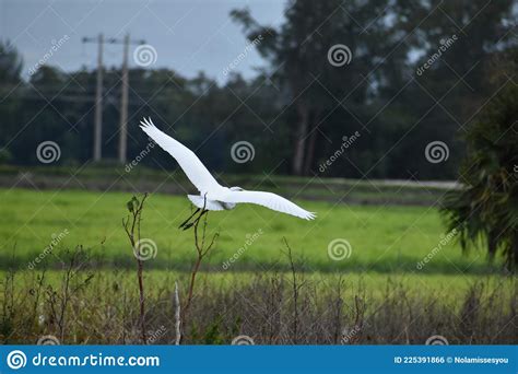 Big White Swamp Bird In The Louisiana Wetlands Stock Photo Image Of