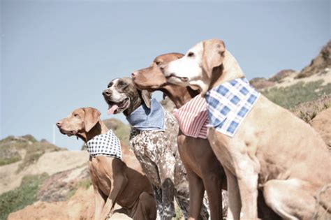 500 x 500 jpeg 47 кб. Scotch & Hound: Small Batch Dog Goods | Modern Dog magazine