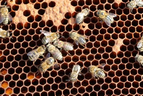 Catch The Buzz New Findings About The Honey Bee’s Deformed Wing Virus Bee Culture