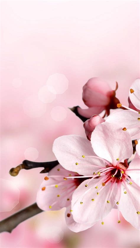 Sakura Flower Wallpaper Aesthetic Parketis
