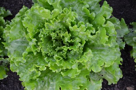 Free Images Food Harvest Produce Lettuce Plants Vegetables