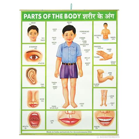 parts of the body body name body chart body anatomy