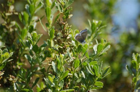 Palos Verdes Blue Butterfly Release Csudh Flickr