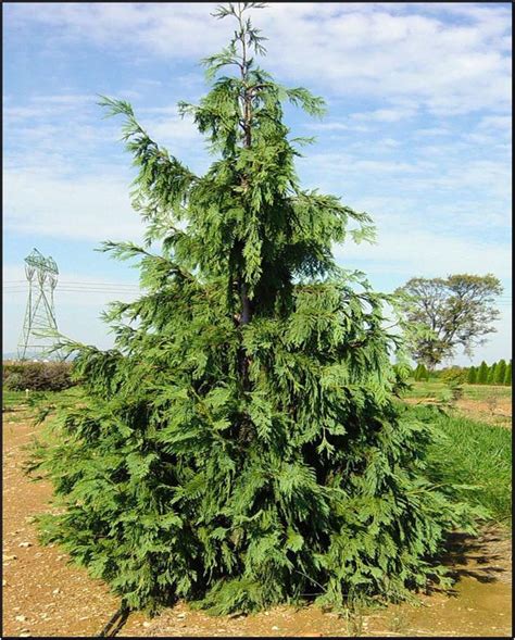 Blue Weeping Nootka Cypress 20m High X 5m Wideunique Evergreen With
