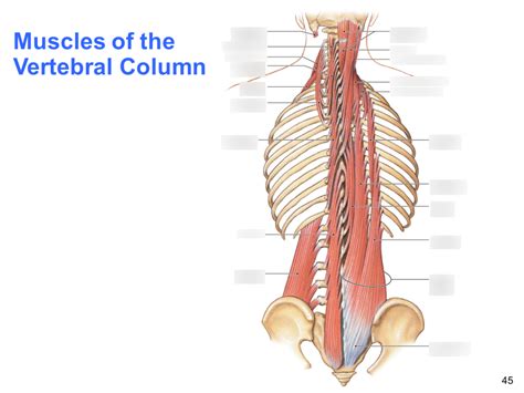 Ch 11b Muscles Of The Vertebral Column Posterior View 2 Diagram Quizlet