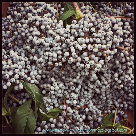 Littleowlcrunchymomma How To Harvest Wild Elderberries