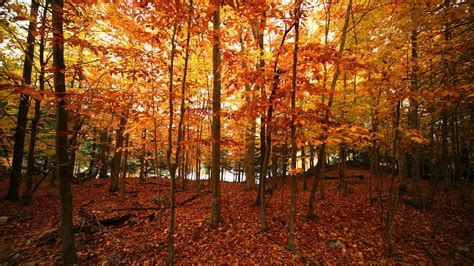 Jesen U Prirodi Slike Kolekcija Slika Prirode U Jesenskom Razdoblju
