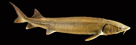 Check spelling or type a new query. Lake Sturgeon | Michigan Sea Grant