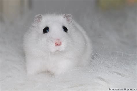 Fotos De Hamster Branco