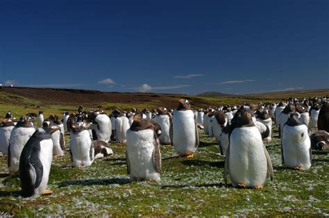 Filefalkland Islands Penguins 44 Wikimedia Commons