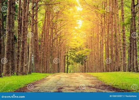 Nature Path Pass Through Pine Tree Garden And Sun Light Shine Through