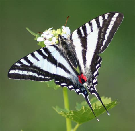 Butterfly Identification Guide Types Of Butterflies With Photos