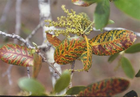 Prevent The Spread Of Oak Wilt In Texas This Spring Agrilife Today